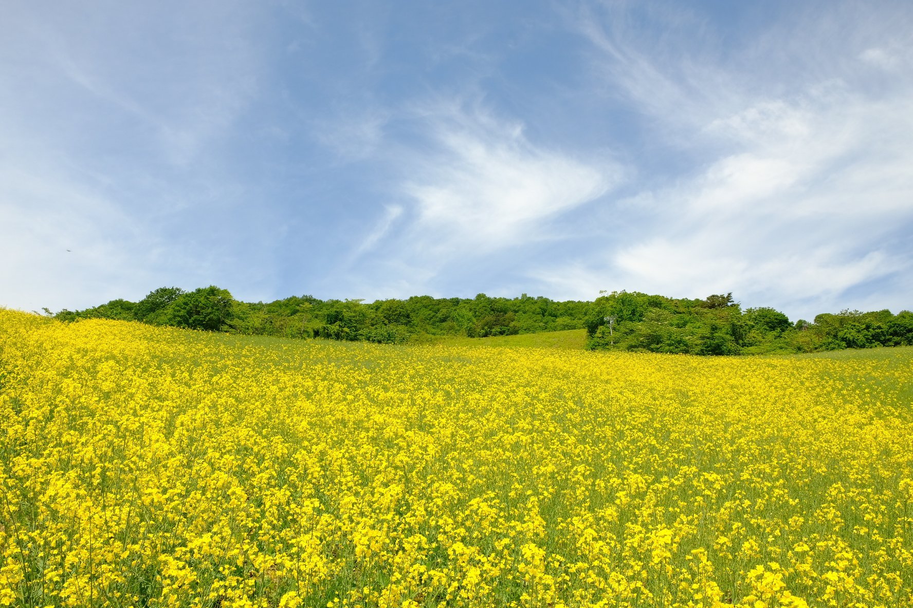 ⛷️ 三ノ倉スキー場(산노쿠라 스키조) 이미지 11